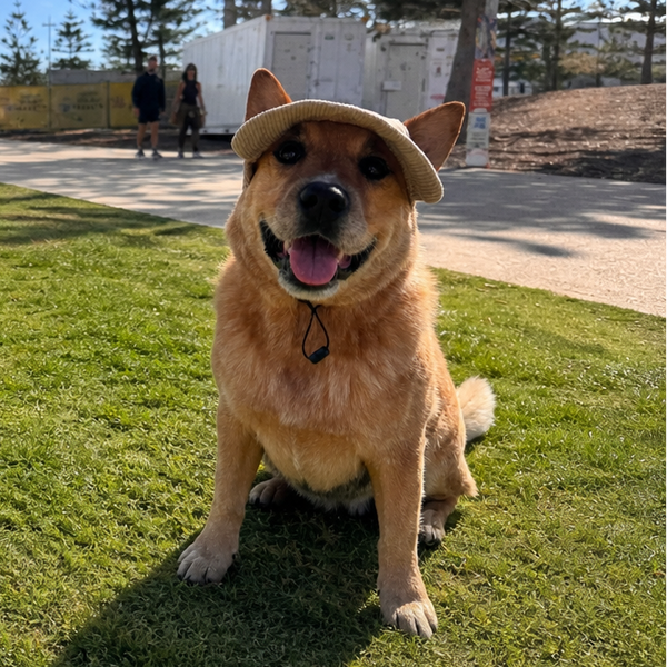 DOG HATS