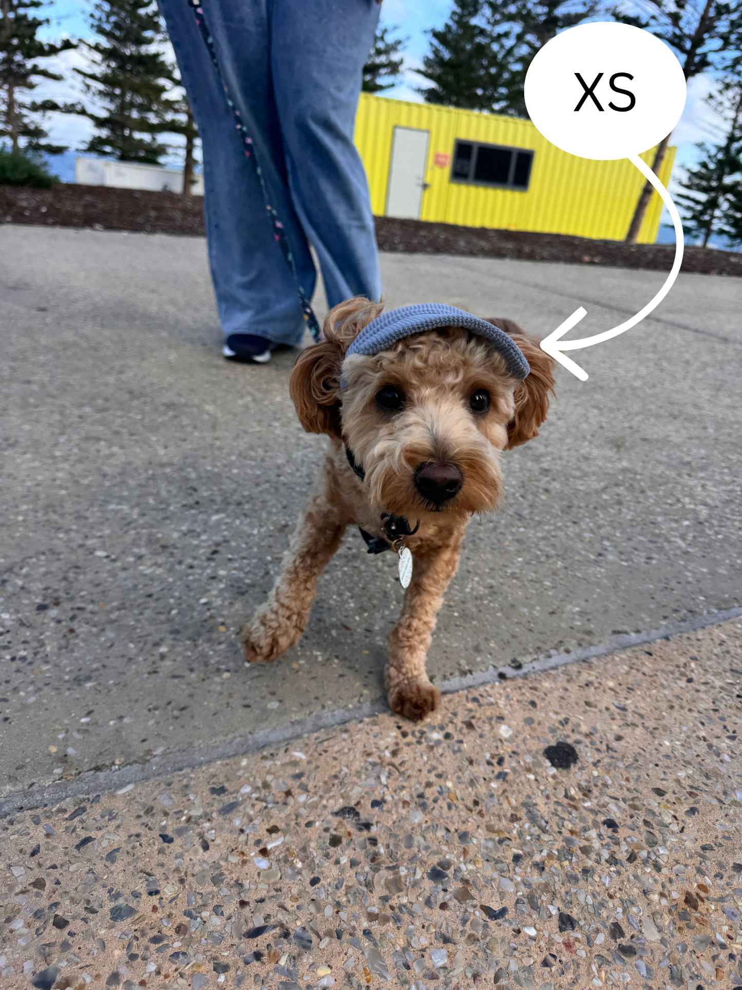 Hairy dog Corduroy cap