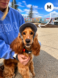 Hairy dog Corduroy cap