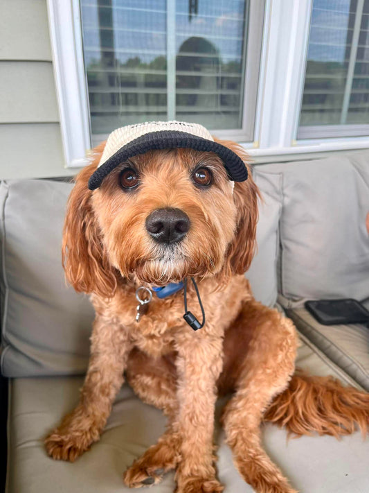 Hairy dog Corduroy cap