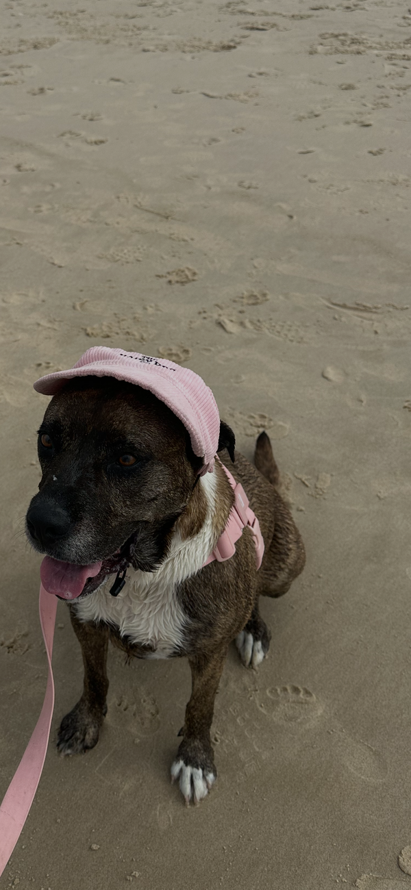 Ari 