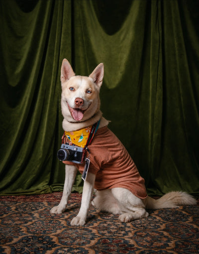 Logan Invictus 