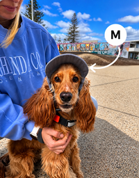 Hairy dog Corduroy cap