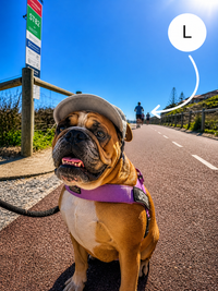 Hairy dog Corduroy cap