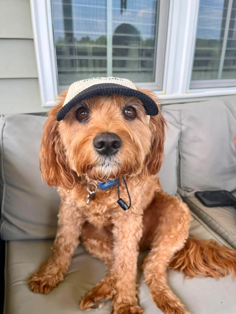 Teddy