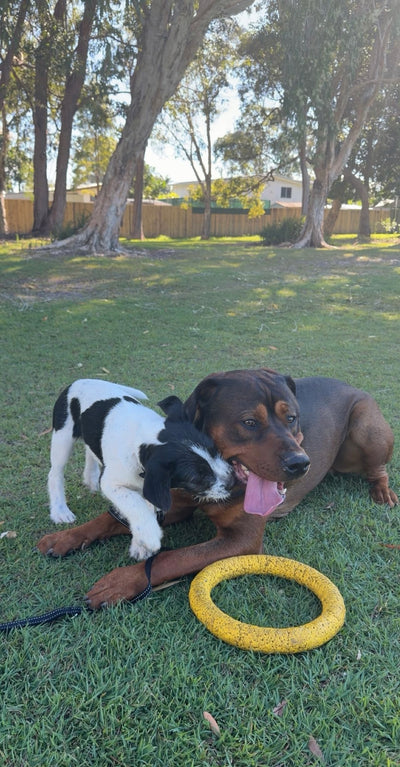 Gussey & Tux