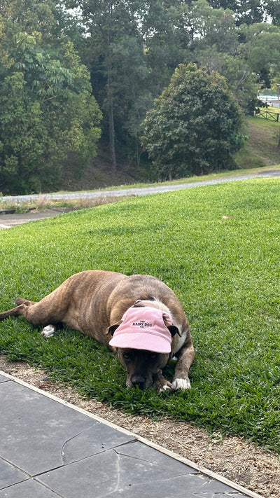 Ari 