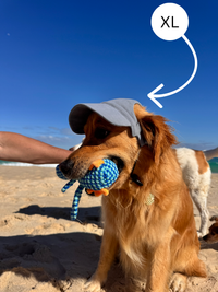 Hairy dog Corduroy cap