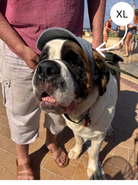 Hairy dog Corduroy cap