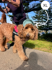 Hairy dog Corduroy cap
