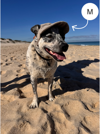 Hairy dog Corduroy cap