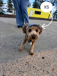 Hairy dog Corduroy cap