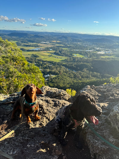 Milo & Lulu