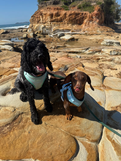Milo & Lulu