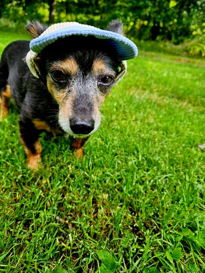 Daisy